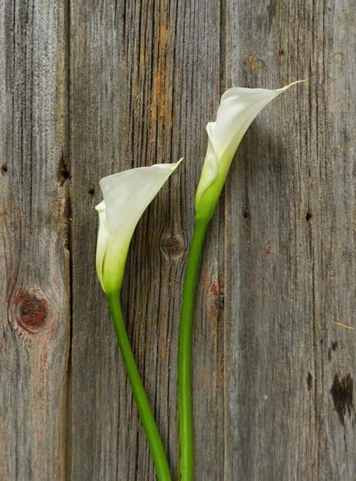  WHITE CALLA LILY